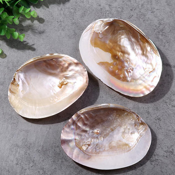 Shell Natural Conch Τοπίο Fish Tank Decor Decoration Landscaping Yellow Clam White Scallop Black Butterfly Lion Claw Pearl DIY Graffiti