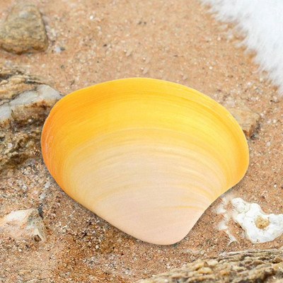 Shell Natural Conch Τοπίο Fish Tank Decor Decoration Landscaping Yellow Clam White Scallop Black Butterfly Lion Claw Pearl DIY Graffiti