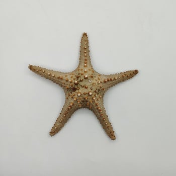 22-25 cm Super Sea Star Overlord Brown Διακόσμηση Κήπου στο Σπίτι Φωτογραφία στηρίγματα Δεξαμενή ψαριών Εξωραϊσμός