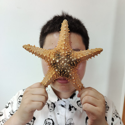 22-25 cm Super Sea Star Overlord Brown Διακόσμηση Κήπου στο Σπίτι Φωτογραφία στηρίγματα Δεξαμενή ψαριών Εξωραϊσμός