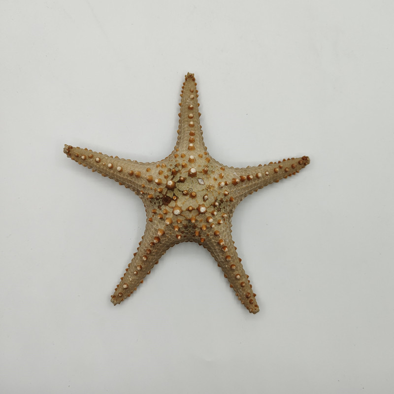 22-25 cm Super Sea Star Overlord Brown Otthoni kert dekoráció fotózás kellékek akvárium tereprendezés