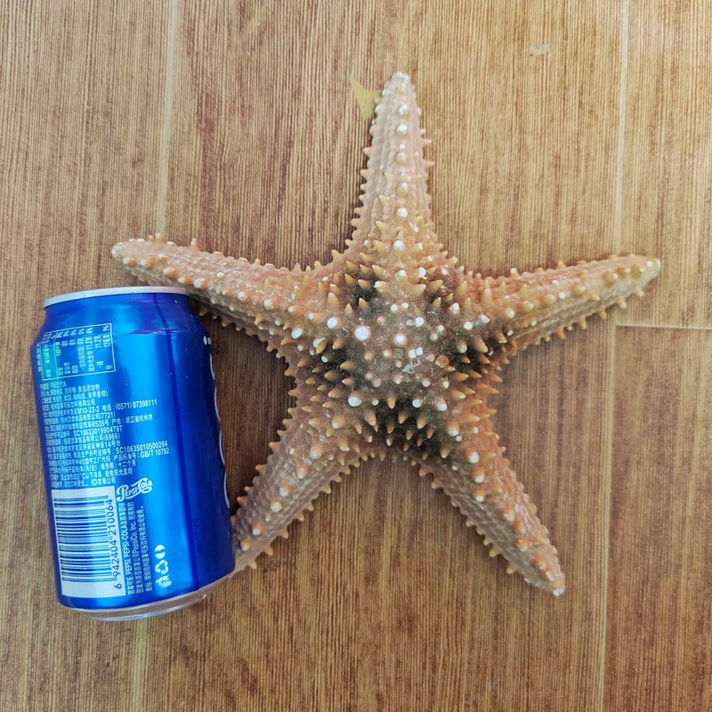 22-25 cm Super Sea Star Overlord Brown Otthoni kert dekoráció fotózás kellékek akvárium tereprendezés