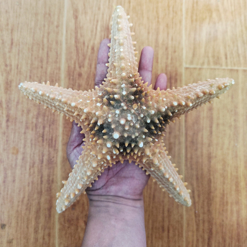 22-25 cm Super Sea Star Overlord Brown Otthoni kert dekoráció fotózás kellékek akvárium tereprendezés