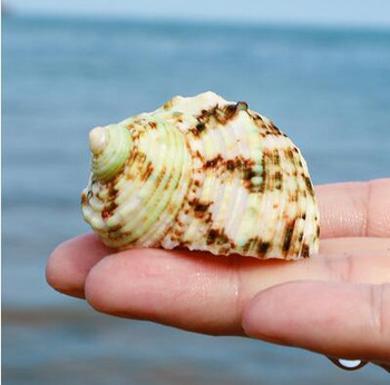 Tank Lands Микро-ландшафтни орнаменти Занаяти Sunchamo Natural Conch Shell Риба отшелник Рак Специални декорации за аквариум