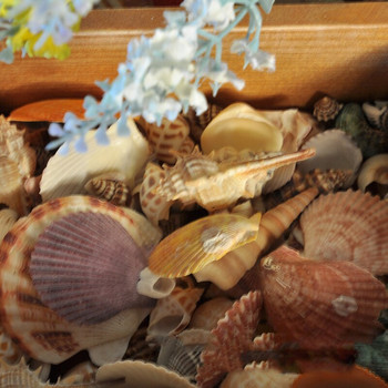 170g Смесени океански морски черупки Направи си сам сватбен декор Плажна тематична партия, естествени занаяти за декор на аквариумни аквариуми Sea Conch