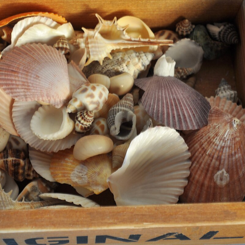 170 g vegyes óceáni tengeri kagylók barkácsolás esküvői dekoráció tengerparti tematikus parti, természetes kézműves akváriumi akvárium dekor Tengeri kagyló