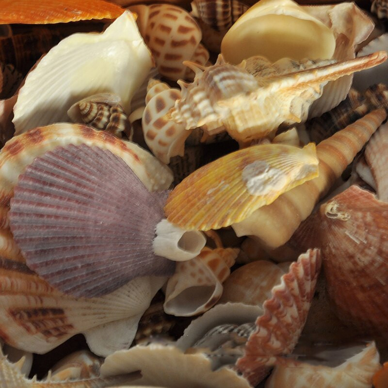 170 g vegyes óceáni tengeri kagylók barkácsolás esküvői dekoráció tengerparti tematikus parti, természetes kézműves akváriumi akvárium dekor Tengeri kagyló