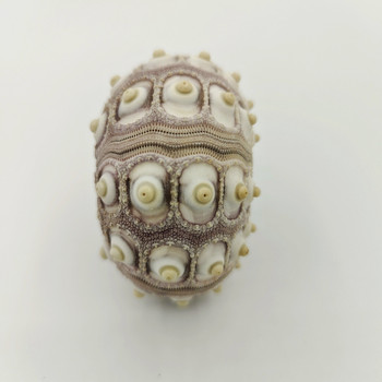 6-7 cm Голям Медальон с голям размер черупка на морски таралеж, лилаво-сив, голям размер, добър външен вид декорация на домашен двор
