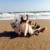 Prirodna školjka školjka, kost puža 7-11 CM, crna kralježnica, akvarij, kućni mediteranski primjerci, mikropejzažni dekor, obrt, nautika