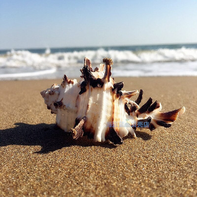 Prirodna školjka školjka, kost puža 7-11 CM, crna kralježnica, akvarij, kućni mediteranski primjerci, mikropejzažni dekor, obrt, nautika