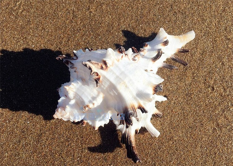 Természetes kagylóhéjú csontcsiga 7-11 CM fekete gerincű akvárium otthoni mediterrán példányok Mikro-táj dekoráció kézműves tengeri