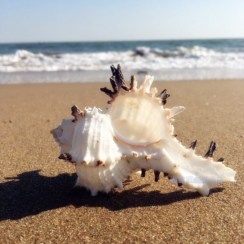 Természetes kagylóhéjú csontcsiga 7-11 CM fekete gerincű akvárium otthoni mediterrán példányok Mikro-táj dekoráció kézműves tengeri