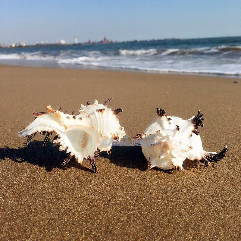 Természetes kagylóhéjú csontcsiga 7-11 CM fekete gerincű akvárium otthoni mediterrán példányok Mikro-táj dekoráció kézműves tengeri