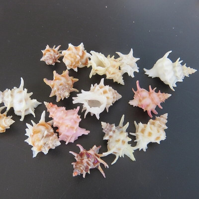 Διακόσμηση σπιτιού με λουλούδια Fairy Collection Conch Shell