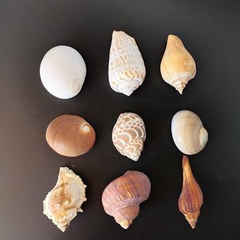 9 бутикови имена snailS esame shell естествена черупка раковина творчески материали носеща се бутилка аксесоари за боядисване на черупки