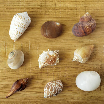 9 бутикови имена snailS esame shell естествена черупка раковина творчески материали носеща се бутилка аксесоари за боядисване на черупки