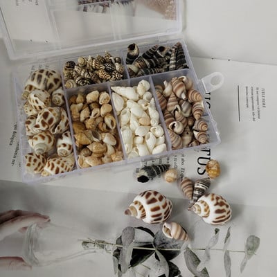 Hot new 200Pcs/Box Natural Conch Shells Conch Corn Screw Διακόσμηση τοίχου DIY Ενυδρείο Landscape Seashells Crafts party factory