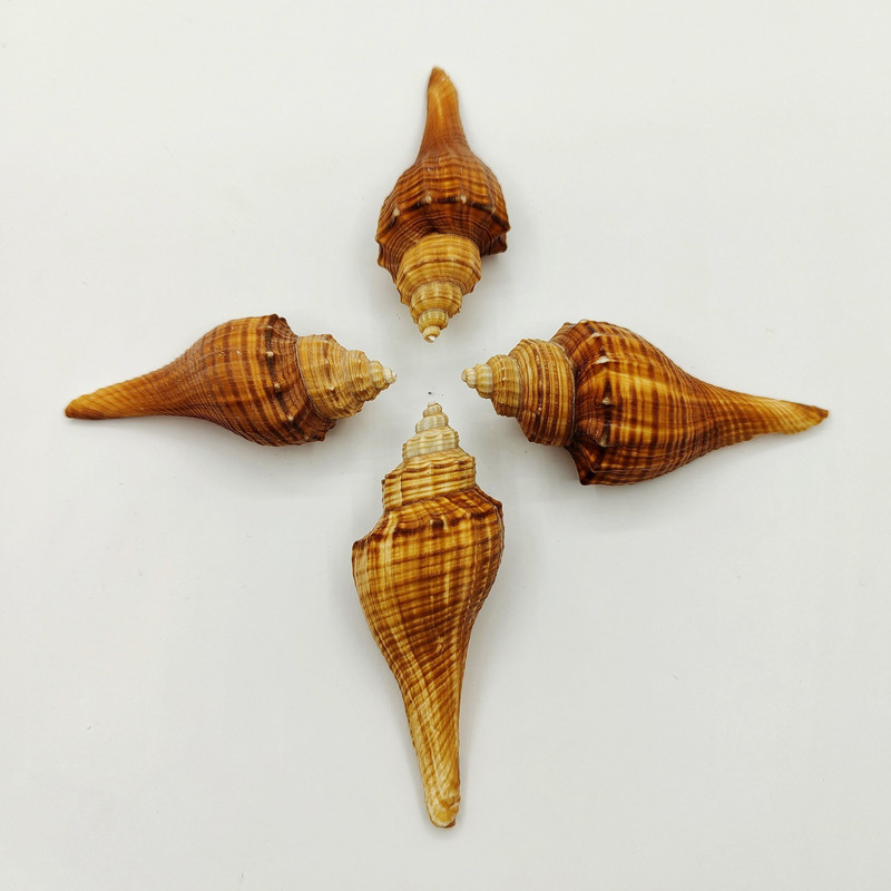 Cochilii de crab pustnic Cochilii de torță de melci colecție de melci cadou Decor pentru casa Jucării pentru copii