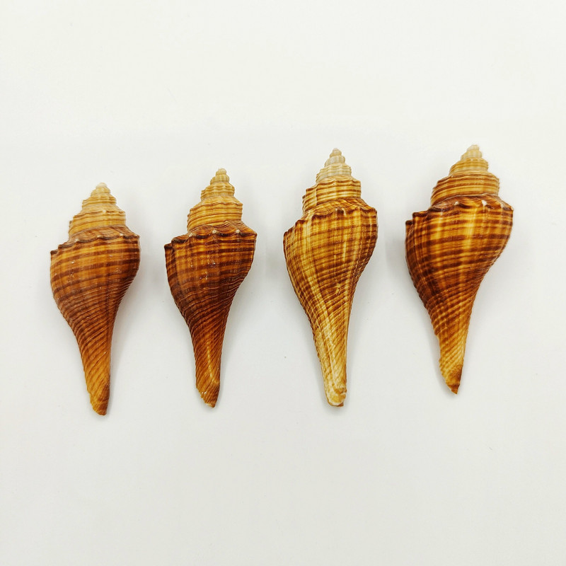 Cochilii de crab pustnic Cochilii de torță de melci colecție de melci cadou Decor pentru casa Jucării pentru copii