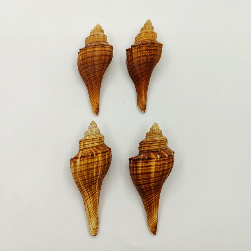 Cochilii de crab pustnic Cochilii de torță de melci colecție de melci cadou Decor pentru casa Jucării pentru copii