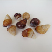 Conch Shell sraigių kiautų namų dekoravimas žuvų rezervuarų kraštovaizdžio vaikiškų žaislų fotografijos rekvizitai