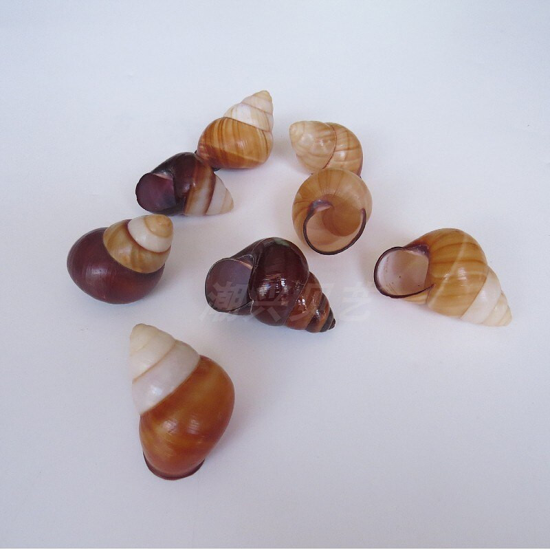 Conch Shell sraigių kiautų namų dekoravimas žuvų rezervuarų kraštovaizdžio vaikiškų žaislų fotografijos rekvizitai