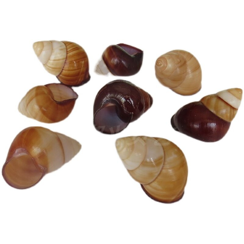 Conch Shell sraigių kiautų namų dekoravimas žuvų rezervuarų kraštovaizdžio vaikiškų žaislų fotografijos rekvizitai