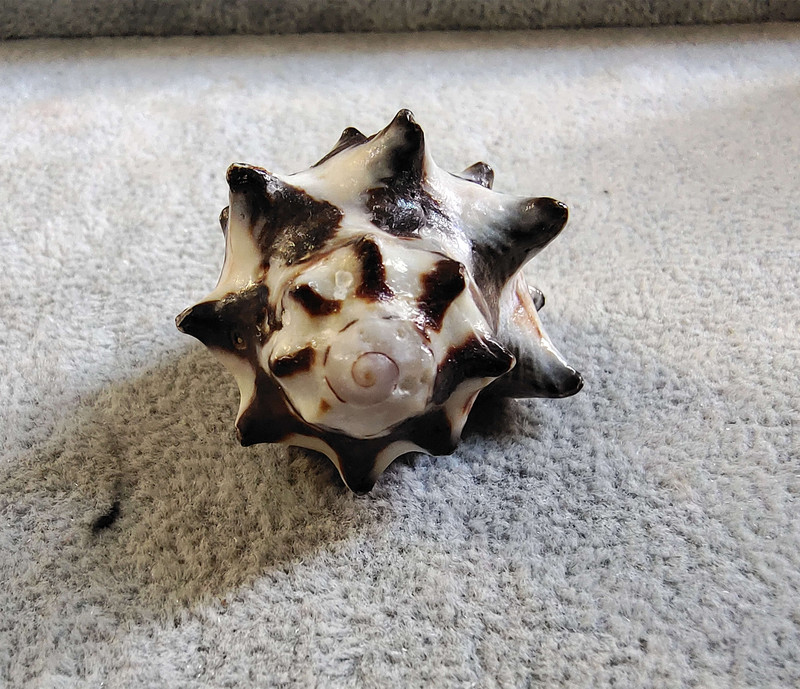 Cochilie de înlocuire a cochiliei de crab pustnic, scoici de concă naturală, colecția de stele de mare