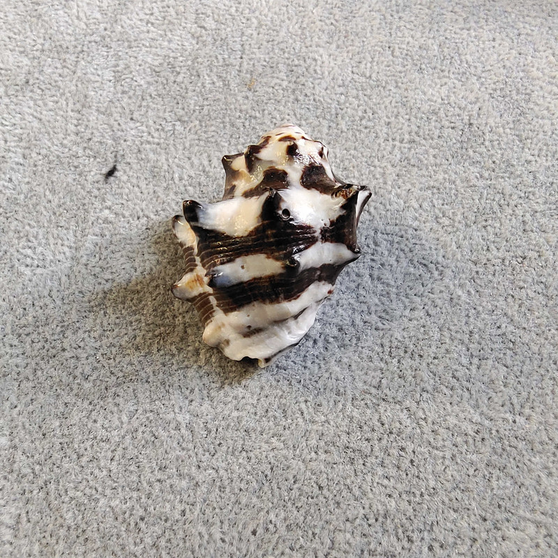 Cochilie de înlocuire a cochiliei de crab pustnic, scoici de concă naturală, colecția de stele de mare