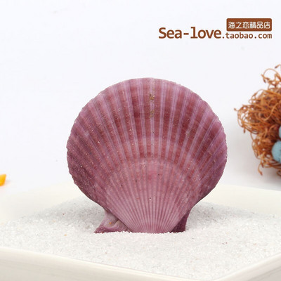Színes kagylók Tengeri tengeri kagylók Természetes kagylótartályok Tereprendezés Platform Kreatív Falimatricák Fényképészeti Díszek Óceán