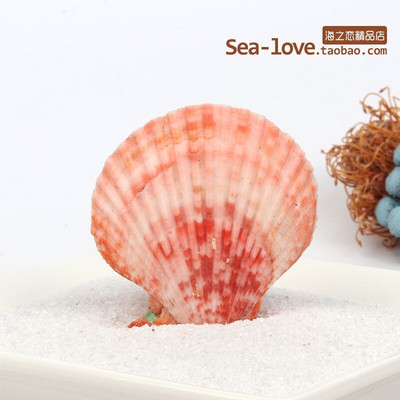 Színes kagylók Tengeri tengeri kagylók Természetes kagylótartályok Tereprendezés Platform Kreatív Falimatricák Fényképészeti Díszek Óceán