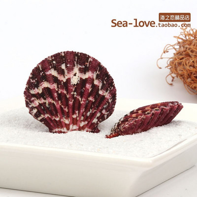 Színes kagylók Tengeri tengeri kagylók Természetes kagylótartályok Tereprendezés Platform Kreatív Falimatricák Fényképészeti Díszek Óceán