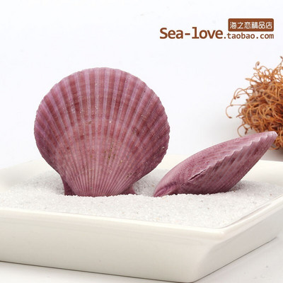 Színes kagylók Tengeri tengeri kagylók Természetes kagylótartályok Tereprendezés Platform Kreatív Falimatricák Fényképészeti Díszek Óceán