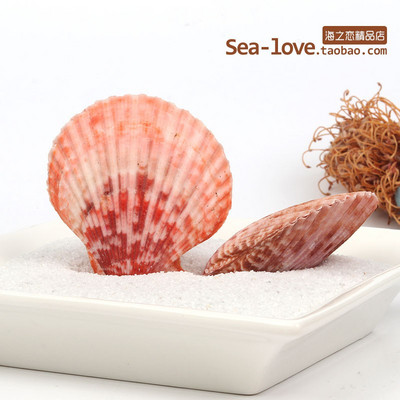 Színes kagylók Tengeri tengeri kagylók Természetes kagylótartályok Tereprendezés Platform Kreatív Falimatricák Fényképészeti Díszek Óceán
