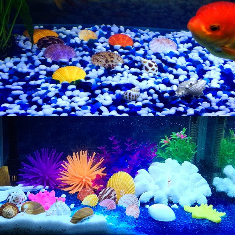 Színes kagylók Tengeri tengeri kagylók Természetes kagylótartályok Tereprendezés Platform Kreatív Falimatricák Fényképészeti Díszek Óceán