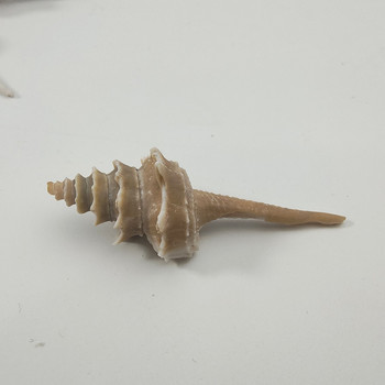 Δείγμα συλλογής μικροσκοπικού υλικού φωτογραφικού υλικού μεσογειακών στολιδιών κοχυλιών