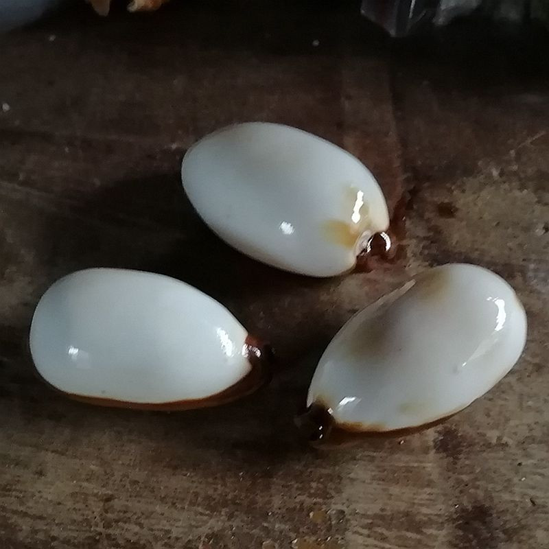 Decor alb de colecție de conche rare