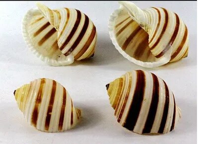 Mediterrán korall stílusú tengerpart természetes otthoni gyöngy ékszerekhez Tengeri kagyló dekor dekoráció Tengeri csillag Tengerparti tengeri tenger