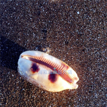 Νέο σπάνιο φυσικό κέλυφος θαλάσσιων σαλιγκαριών 6-8cm Pearl Fish Tank Floor Συλλογή Διακόσμησης σπιτιού Δώρο DIY Mediterranean Shells Nautical