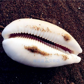 Нова рядка естествена черупка от морски охлюв 6-8 CM перлен под на аквариум Колекция за декорация на дома Подарък Направи си сам средиземноморски морски раковини