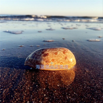Νέο σπάνιο φυσικό κέλυφος θαλάσσιων σαλιγκαριών 6-8cm Pearl Fish Tank Floor Συλλογή Διακόσμησης σπιτιού Δώρο DIY Mediterranean Shells Nautical