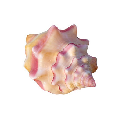 Kraštovaizdis amatai Pavyzdžiai Papuošalai Kūrybinis jūrinis natūralus kriauklė Kiautas Rouge Sraigė Dovana Vestuvėms Namų dekoravimas Akvariumas