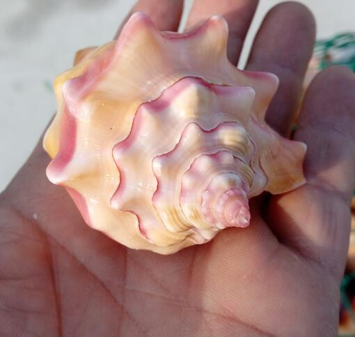 Kraštovaizdis amatai Pavyzdžiai Papuošalai Kūrybinis jūrinis natūralus kriauklė Kiautas Rouge Sraigė Dovana Vestuvėms Namų dekoravimas Akvariumas