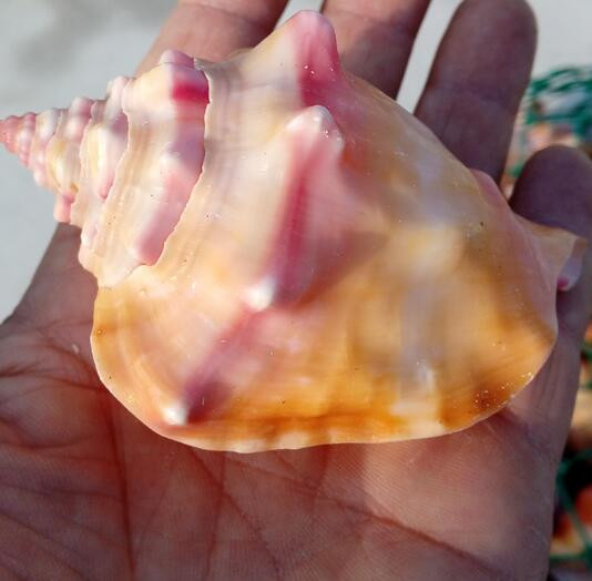 Kraštovaizdis amatai Pavyzdžiai Papuošalai Kūrybinis jūrinis natūralus kriauklė Kiautas Rouge Sraigė Dovana Vestuvėms Namų dekoravimas Akvariumas