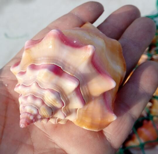 Kraštovaizdis amatai Pavyzdžiai Papuošalai Kūrybinis jūrinis natūralus kriauklė Kiautas Rouge Sraigė Dovana Vestuvėms Namų dekoravimas Akvariumas