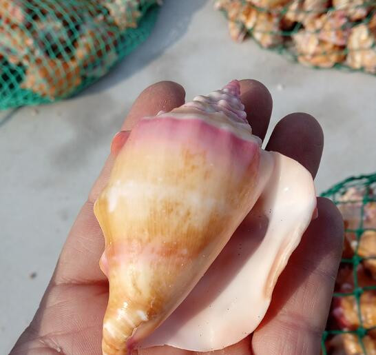 Kraštovaizdis amatai Pavyzdžiai Papuošalai Kūrybinis jūrinis natūralus kriauklė Kiautas Rouge Sraigė Dovana Vestuvėms Namų dekoravimas Akvariumas