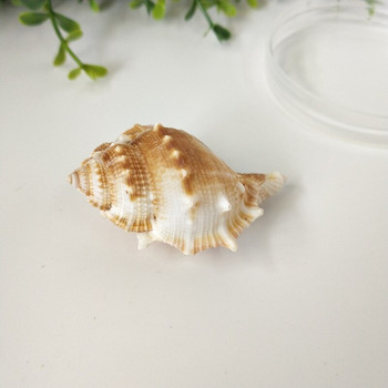 1 κουτί sea conch sea star Snail Cat Sea Snail Φυσικό κέλυφος Δεξαμενή ψαριών Τοπίο Σχέδιο Διακόσμηση σπιτιού Δείγματα ψαριών χτένι