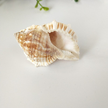 1 κουτί sea conch sea star Snail Cat Sea Snail Φυσικό κέλυφος Δεξαμενή ψαριών Τοπίο Σχέδιο Διακόσμηση σπιτιού Δείγματα ψαριών χτένι