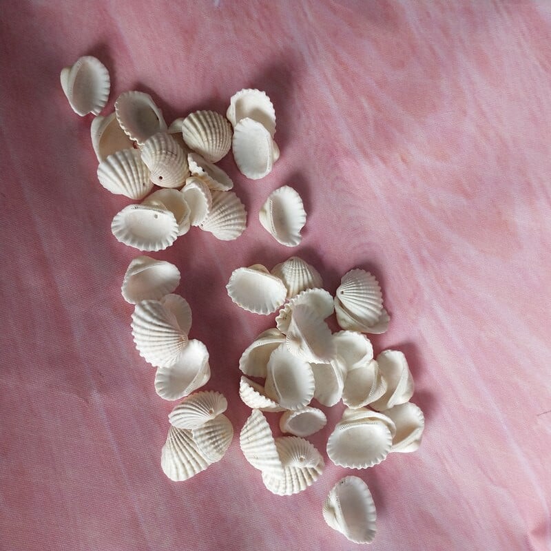 100 vnt. Mišri spalvinga šukutės kiaurymė Natūrali jūros kriauklė iš Sea Beach Didelis kriauklėlis su skylutėmis, skirtas „pasidaryk pats“ meno amatų dekoravimui