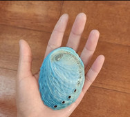 7-8 cm Blue Abalone and Shell Gorgeous Color Collection